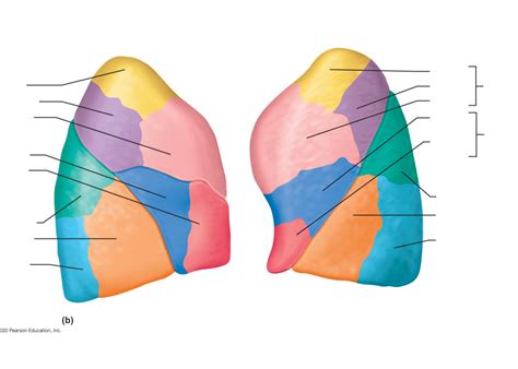 left lateral lung surface diagram quizlet