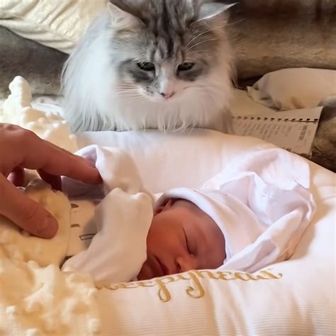 Cautious cat becomes best friends with adorable newborn baby girl - Pet ...