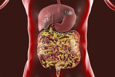 Can I Take Probiotics With Antibiotics?