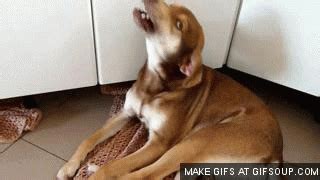 Angry Dog GIF - Find & Share on GIPHY