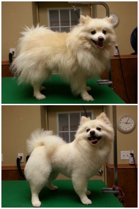 Pomeranian Puppy Cut Before After