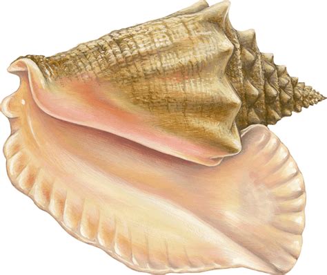 queen conch conch seafood recommendation seafood