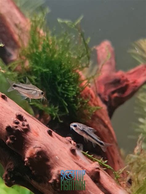 Pygmy Corydoras: Complete care guide - Setup Fish Tank