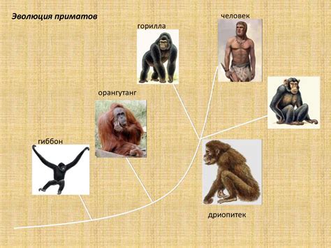 Эволюция приматов - презентация онлайн