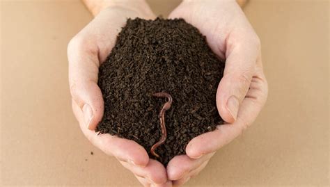 Как правильно сделать гумус своими руками - bioferma.by