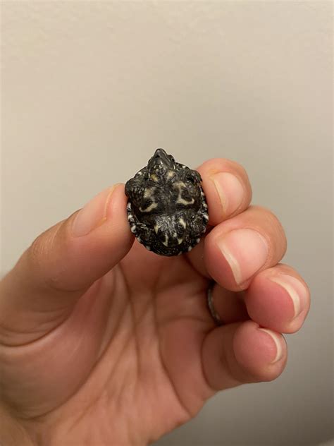 What is this tiny guy? Virginia : r/turtles