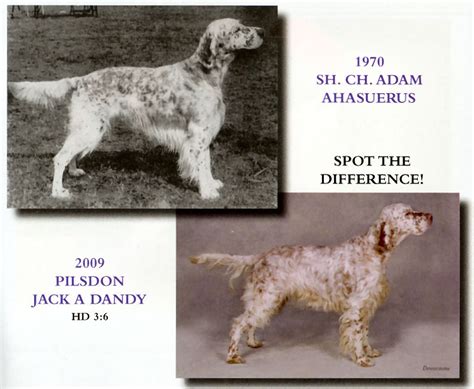 english setters show working types