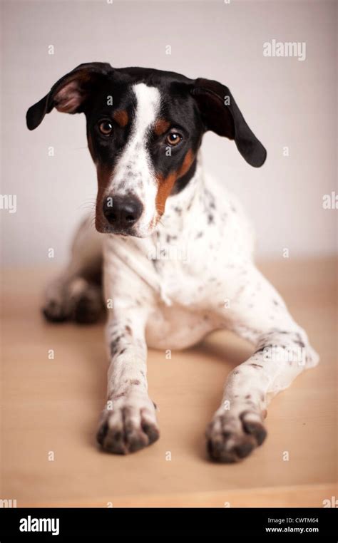 lying  spanish pointer stock photo alamy