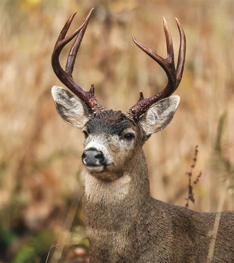 Blacktail need some minor tweaks : theHunter