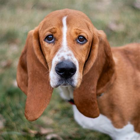 💕 Ready for Love! 💕... - Sioux Falls Area Humane Society | Facebook