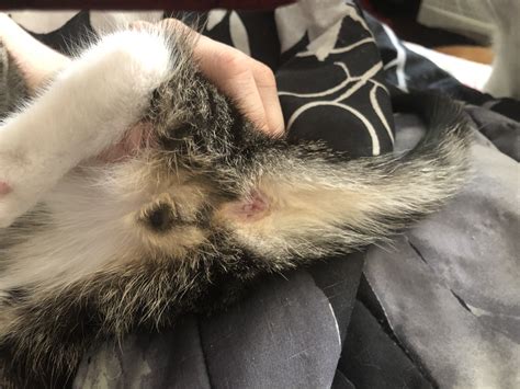 I can’t tell the gender of my kittens. | TheCatSite