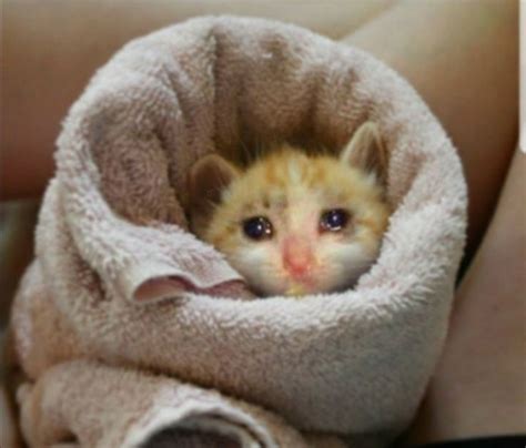 Pin on плачущие коты