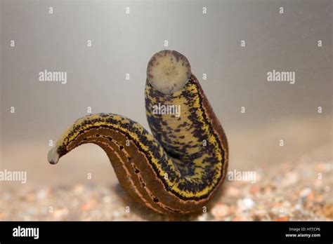 European medicinal leech Stock Photo - Alamy