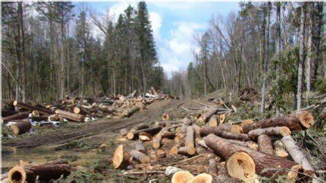 Petition · Prevent Illegal Logging - Philippines · Change.org