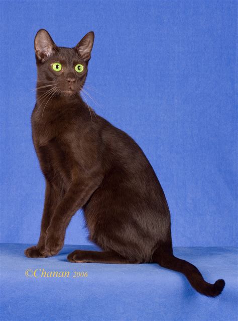 Havana Brown Cat - Cat Breed history and some interesting facts