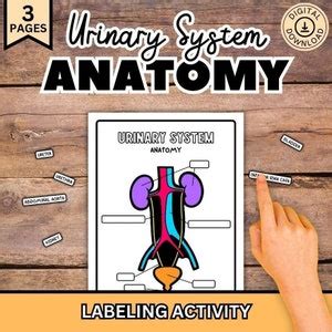 Urinary System Labeling, Urinary System Diagram, Human Body Science for ...