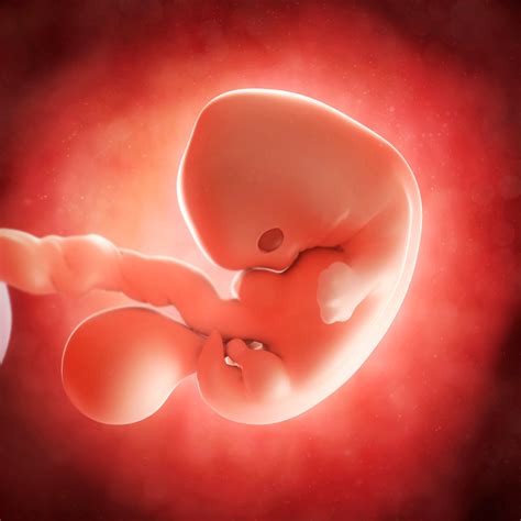 Bebê De 7 Semanas - 7 Semanas de Embarazo | Preguntas del Embarazo