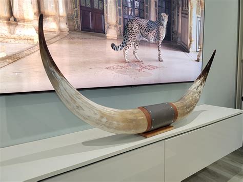 Truck Bull Horns at Thomas Pritchett blog