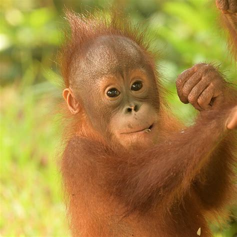 arto  orangutan project