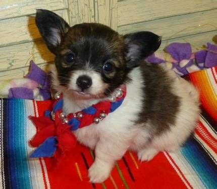 Papillon Chihuahua Mix Puppies For Sale Nz - Pets Lovers