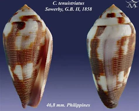 Conus tenuistriatus - Fakta, føde, habitat og billeder på Animalia.bio