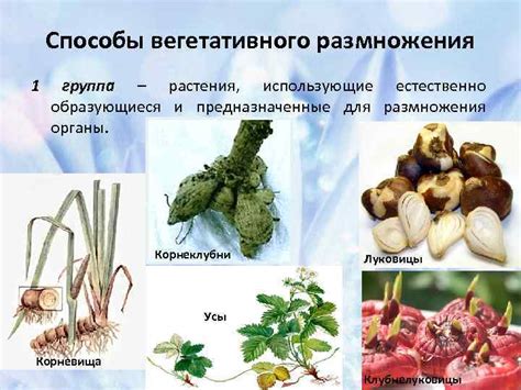 Вегетативное размножение древесных культур Вегетативное размножение