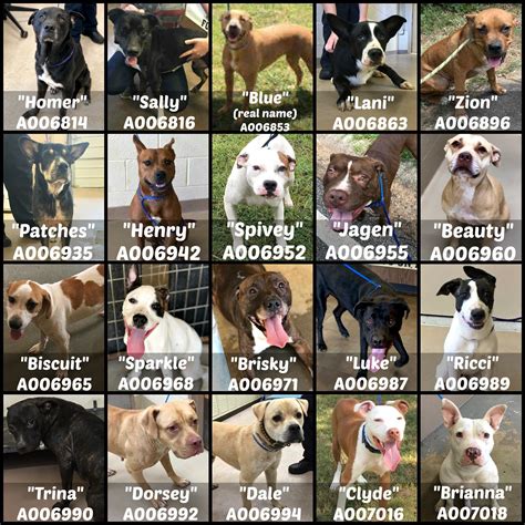 URGENT PLEA!!!! THE... - Clayton County Animal Control | Facebook