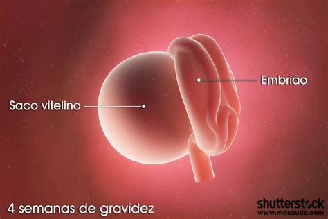 Tamanho Do Corpo Lúteo Com 4 Semanas De Gravidez - 4 semanas de gravidez | Gestação semana a semana