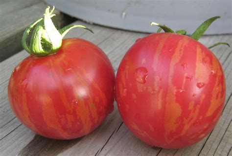 Semences Solana - Tomate Pink Vernissage - Pink Vernissage Tomato ...