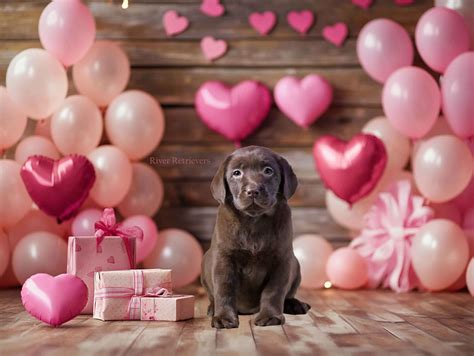 AKC Puppies For Sale In Tampa, FL