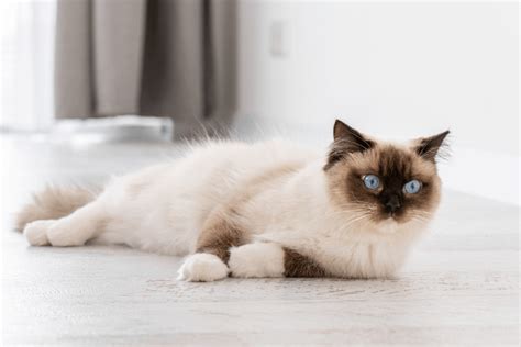 11 Tips and Remedies to Reduce Your Cat Allergies