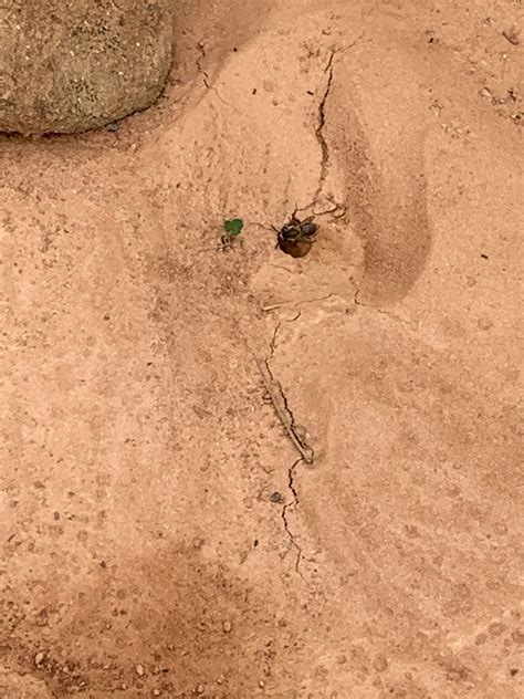 Miner Bee (Andrenid bee) – Middle Way Nature Reserve