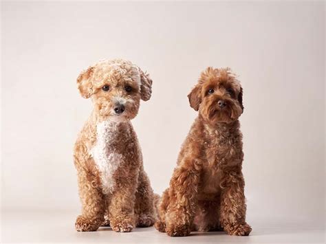 Red Maltipoo: Info, Pictures, Origin & History | Hepper