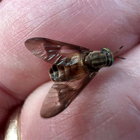 deer fly season   coast    mississippi home