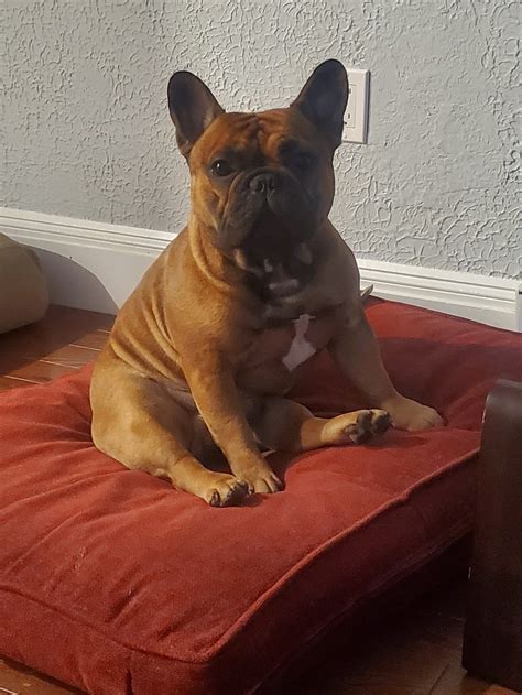 Puppy Gallery | Stony Hill Frenchies