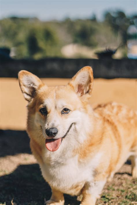 Download Brown Corgi Sunny Portrait Wallpaper | Wallpapers.com