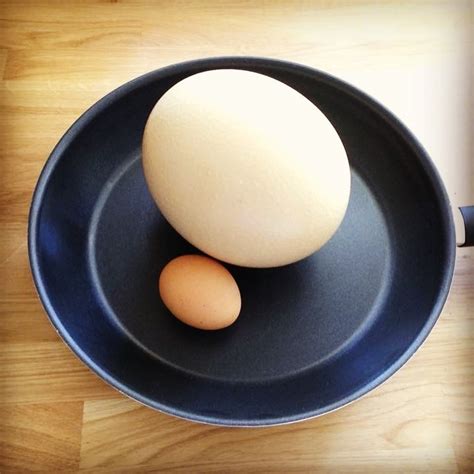 kind  egg  ostrich eggs  wbfl