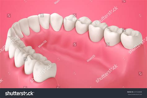 teeth tooth illustration  view stock illustration