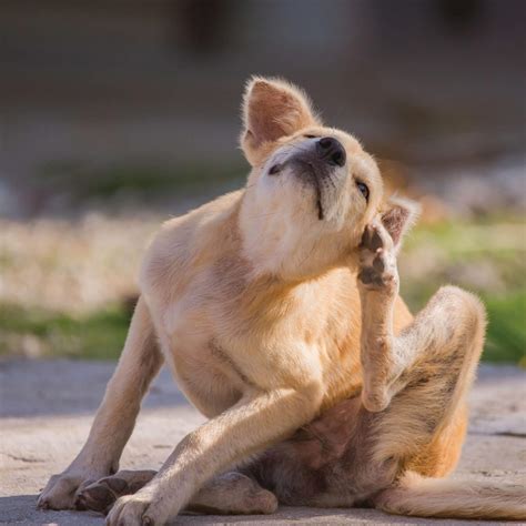 3 Flea Myths | What Pet Owners Should Know About Fleas - Western Pest