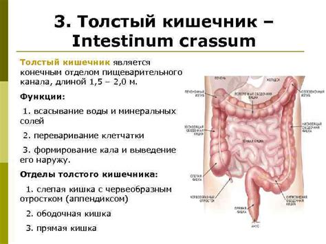 Лекция 15 Тема Анатомия и физиология тонкого