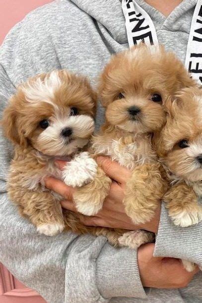 Pin on golden retriever | Cute baby animals, Super cute puppies, Cute ...