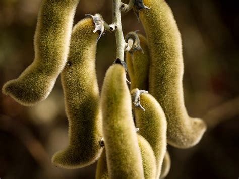 Mucuna Pruriens Benefits: Maximum Testosterone and Growth Hormone