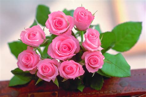 World's Top 100 Beautiful Flowers Images Wallpaper Photos Free Download