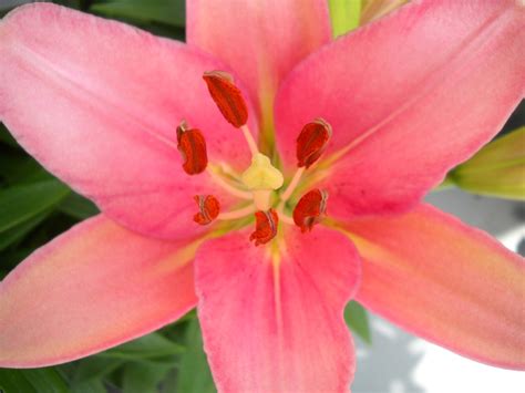 pink lily  stock photo public domain pictures
