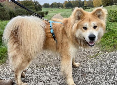 Akita World Fan Page - He's gorgeous!! 😍😍😍 Follow Zeus
