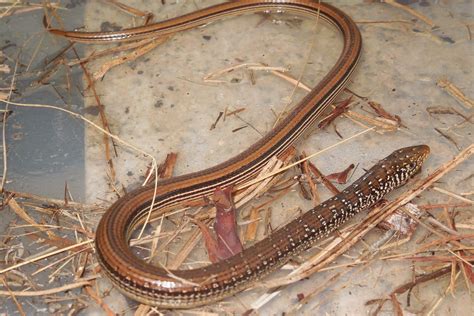 can lizard making noise without vet 2
