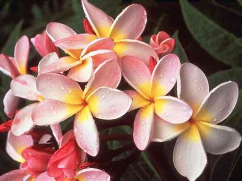 plumeria blanca frangipani plumeria alba white frangipani world