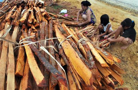 KAYU BAKAR | ANTARA Foto