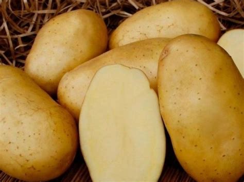 Купить картофель оптом в Саратове - цена различных сортов