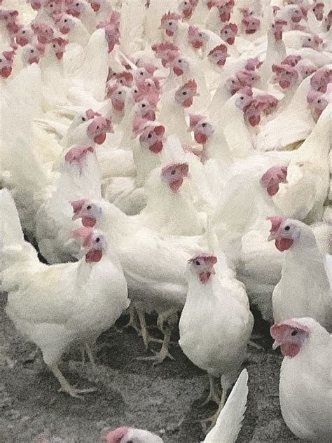 Chickens, egg production seen at ‘beak level’ | The Western Producer